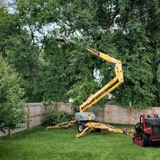 Best Tree Mulching  in Elkhart, IN