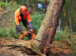 Trusted Elkhart, IN Tree Services Experts