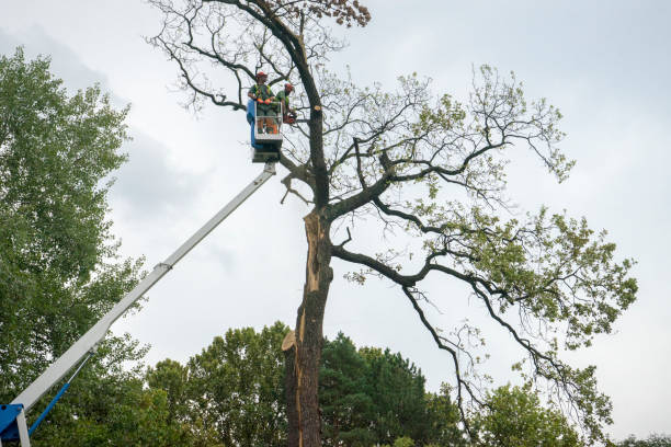 Best Storm Damage Tree Cleanup  in Elkhart, IN