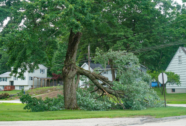 Best Arborist Consultation Services  in Elkhart, IN