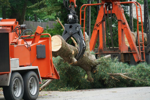 Best Lot and Land Clearing  in Elkhart, IN