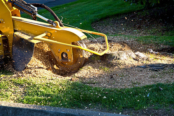 Best Tree Disease Treatment  in Elkhart, IN