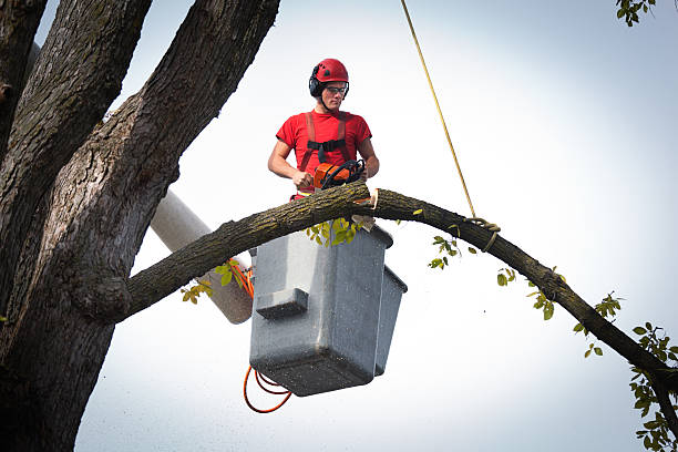 Best Leaf Removal  in Elkhart, IN