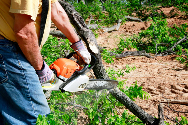 How Our Tree Care Process Works  in  Elkhart, IN